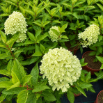 Hortenzia metlinatá (Hydrangea paniculata) ´MAGICAL LIME SPARKLE´® - výška 40-50 cm, kont. C2L